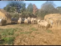 Ido, Vendee sheep — sawirka 1
