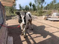 بقرة, Simmental cattle — الصورة 3