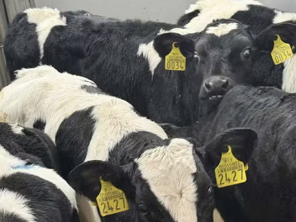 የከብት እንስሳት (ቡድን፣ ጾታ አልተጠቀሰም), Russian Black pied cattle