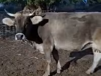 Bik, Swiss cattle — fotografija 1