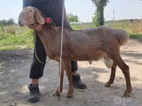 Kambing jantan, Arashan sheep — foto 2