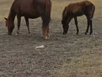 Klisna, Horse breed — foto 5