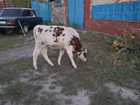 گاو نر, Simmental cattle — عکس 4
