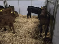 Kuh, Simmental cattle — Foto 5