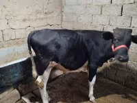 گاو نر, Russian Black pied cattle — عکس 3