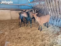 Koza, Alpine goat — zdjęcie 3