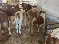 Ng'ombe dume, Simmental cattle — picha 5