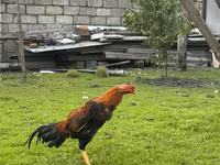 مالای گیم — عکس 3