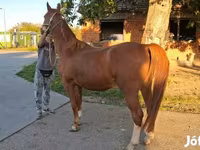 گھوڑا, Kisber felver — تصویر 2