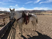 Kuda betina, Quarter Horse — foto 4