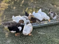 Ducks — ছবি 3