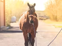 فرس, Thoroughbred horse — الصورة 2