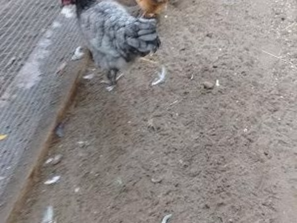 Gallina danese