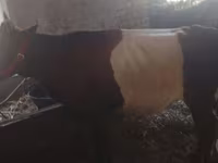 Cow, Cattle — photo 1
