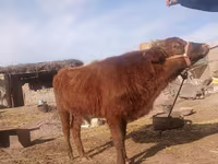 گاو و گوساله (گروه، جنسیت مشخص نشده), گاو — عکس 3