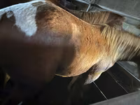 Cavallo, Cavalli — foto 4