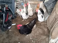 Chickens — عکس 2