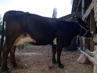 Lembu betina, Alatau breed — foto 3