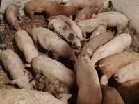Babi (lot, jantina tidak dinyatakan), Дюрок — foto 1
