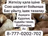Oaie, Krasnoyarsk sheep — foto 1