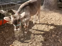 Lembu jantan, Swiss cattle — foto 7