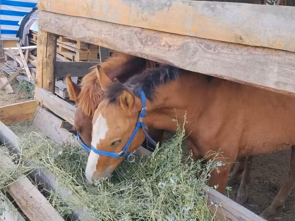 اسب نر, Friesian sport horse