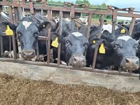 Bulle, Russian Black pied cattle — Foto 6