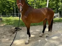 Klisna, Dutch warmblood horse — foto 7