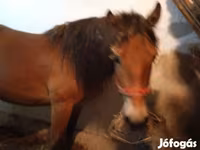 Caballo, Caballos — foto 1