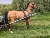 수말, Hungarian horse breed — 사진 3