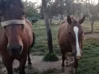 ሴት ፈረስ, Horses — ፎቶ 5