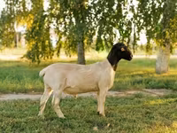 Domba jantan, Dorper sheep — foto 1