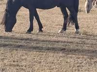 Faras, New Altai Horse — sawirka 2