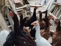 Chickens — foto 1