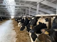 İnek, Holstein ırkı — foto 5