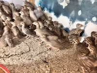 Kral Bıldırcını — foto 3