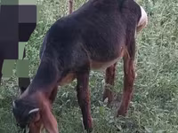 Billy Goat, Goats — photo 2