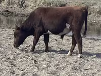 گاو نر, گاو سفیدسر قزاقستانی — عکس 6