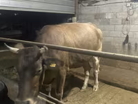 Krava, Swiss cattle — fotografija 4