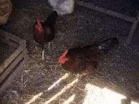 Chickens — foto 3