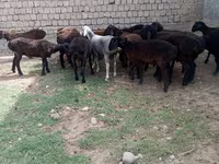 Beran, Hissar sheep — foto 3