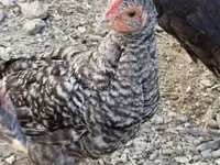Chickens — foto 1