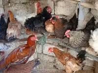 Chickens — الصورة 3