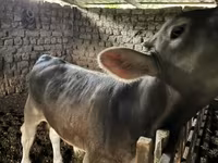 سانڈ, Swiss cattle — تصویر 1