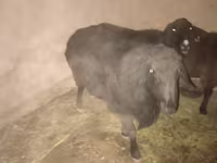 Beran, Hissar sheep — foto 1