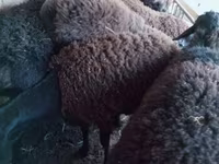 Vædder, Blackheaded Persian sheep — foto 2