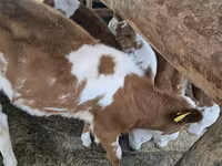 ষাঁড়, Simmental cattle — ছবি 5