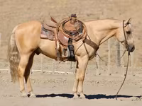 公马, Quarter Horse — 照片 4