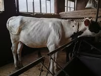 Kuh, Russian Black pied cattle — Foto 1