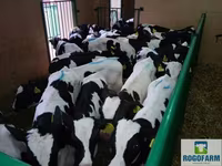 گاو ماده, Russian Black pied cattle — عکس 5